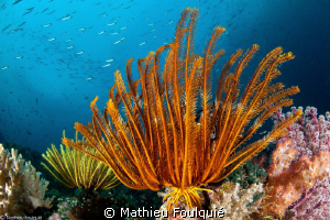 Raja Ampat crinoids by Mathieu Foulquié 